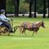 Nashoba Carriage Classic